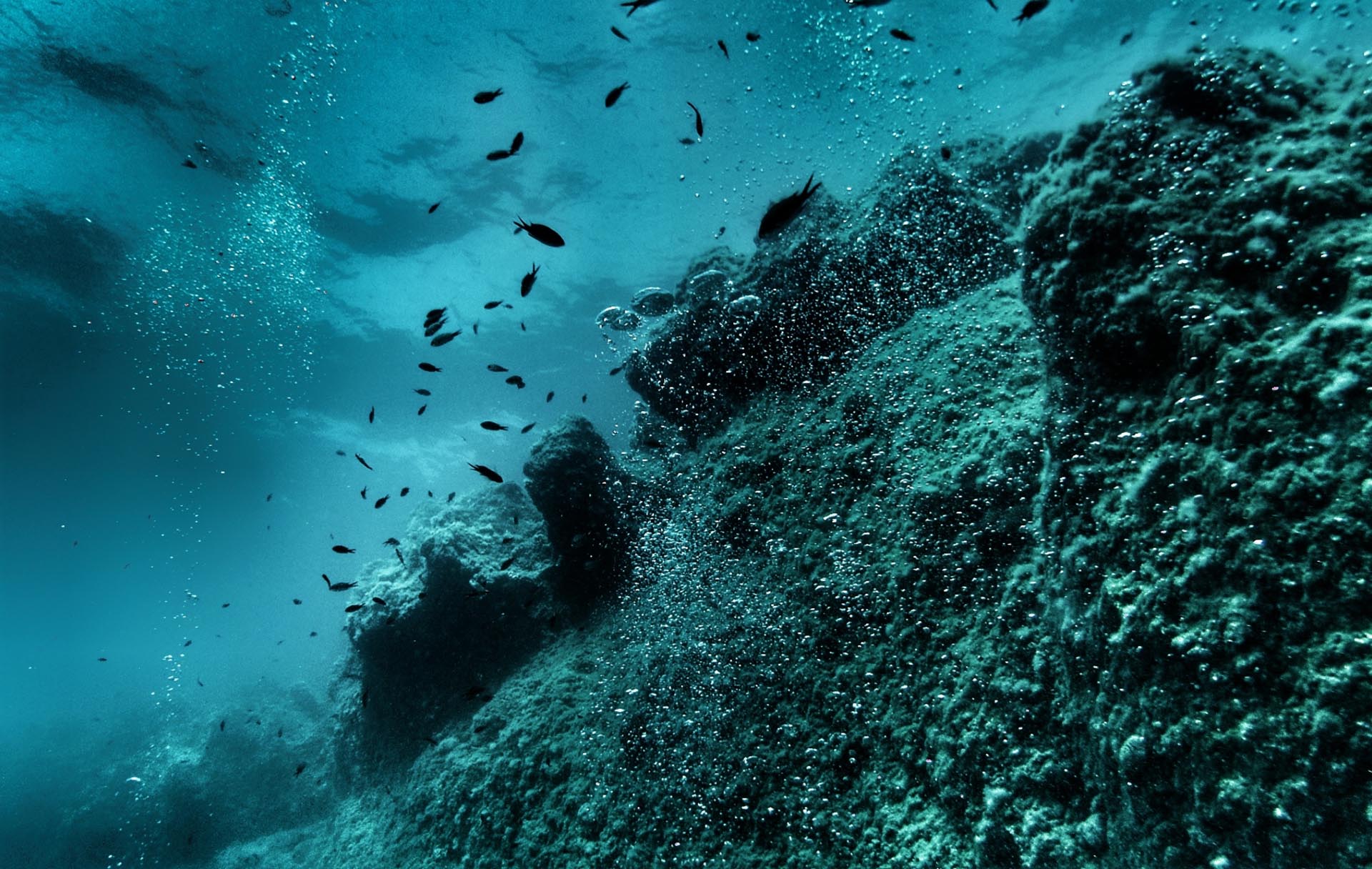 Kouvalite Car Rental | Rent a Car Herkalion, Crete scene from a diver's perspective looking up towards the water surface, with a school of fish swimming next to a steep wall of underwater hill.
