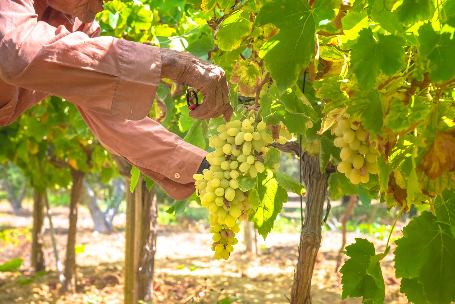Kouvalite Car Rental | Rent a Car Herkalion, Crete picture of person harvesting grapes in Crete, Greece
